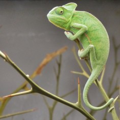 8118941577_788f8969a8_z